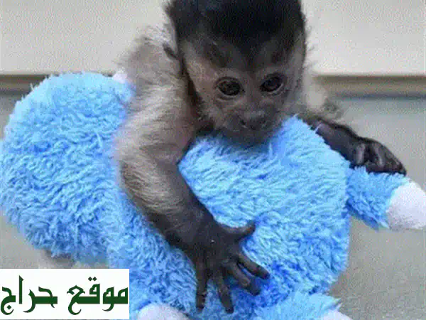 قردة المرموست اللطيفة: رفقاء أليفون ينتظرونك!