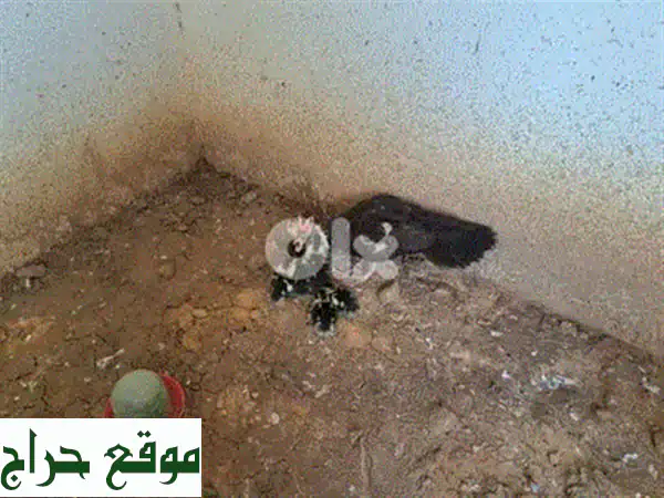 ثلاث بطّات رائعة للبيع - أنثيين وذكر - فرصة مميزة!