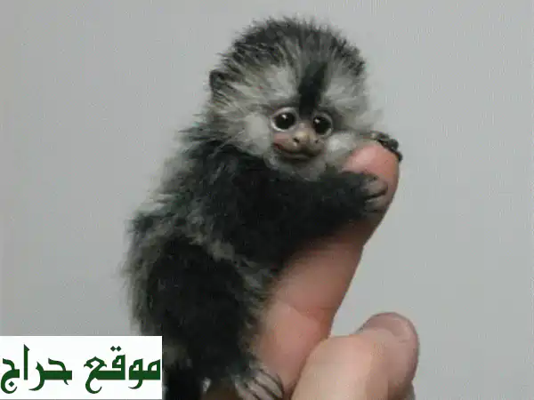 قردة المرموست اللطيفة: رفقاء أليفون ينتظرونك!