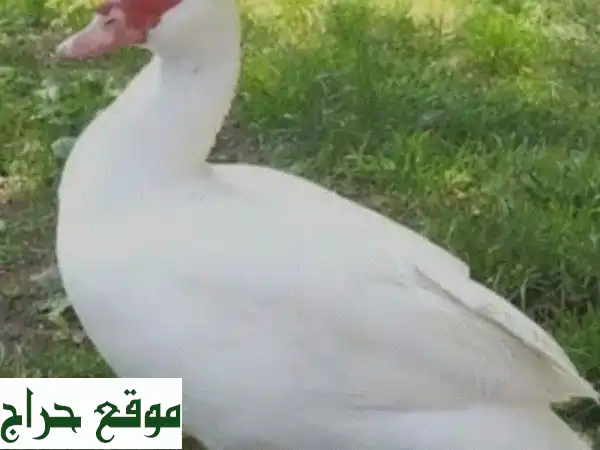 ثلاث بطّات رائعة للبيع - أنثيين وذكر - فرصة مميزة!