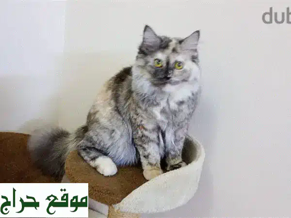 6 month old British kitten for sale