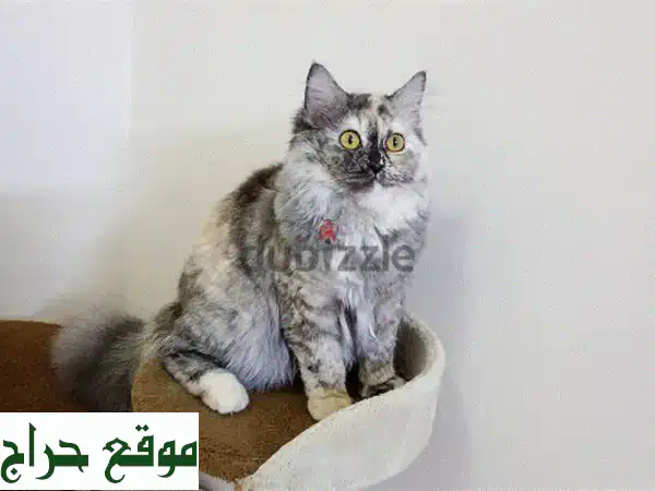 6 month old British kitten for sale