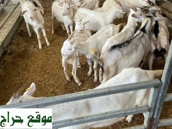 فرصتك الذهبية!  فحول دكارا بُزُر رائعة، أمهات...