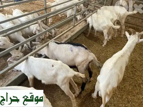 فرصتك الذهبية!  فحول دكارا بُزُر رائعة، أمهات حليب وفيرة!