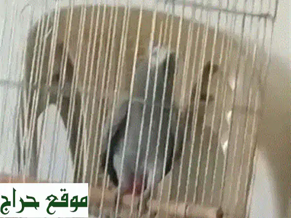 ببغاء رمادي أفريقي ذكي - يتحدث ويصفر! (فرصة مميزة)