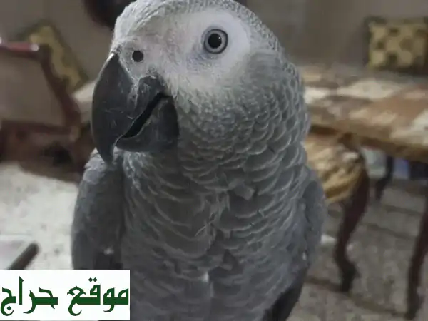 ببغاء رمادي أفريقي ذكي - يتحدث ويصفر! (فرصة مميزة)