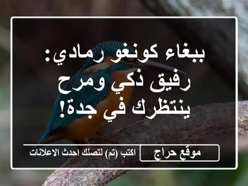 ببغاء كونغو رمادي: رفيق ذكي ومرح ينتظرك في جدة!