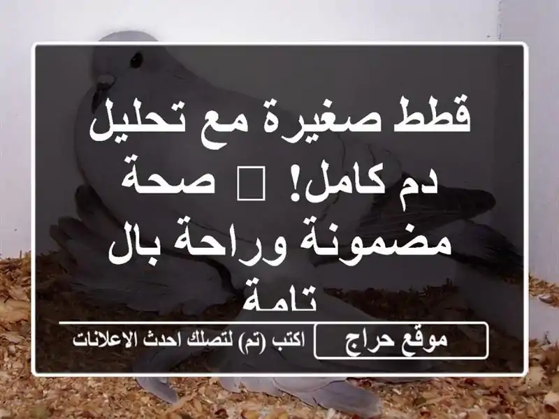 قطط صغيرة مع تحليل دم كامل! 😻  صحة مضمونة وراحة...