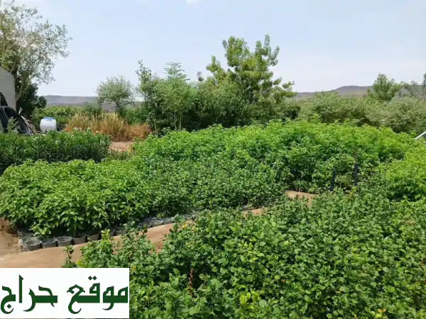 فرصة ذهبية! تصفية مشتل متكامل في مكة والجموم - شتلات وأشجار بأسعار لا تُصدق!