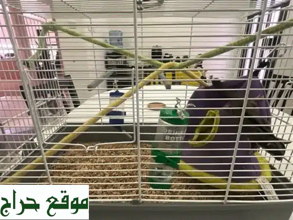 سُكّرجلايدر للبيع مع كل أغراضه! بيته، سريره، وجميع مستلزماته!