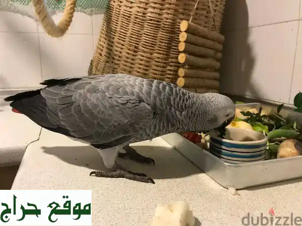 ببغاء رمادي أفريقي جميل للبيع - شيبر ينتظر...