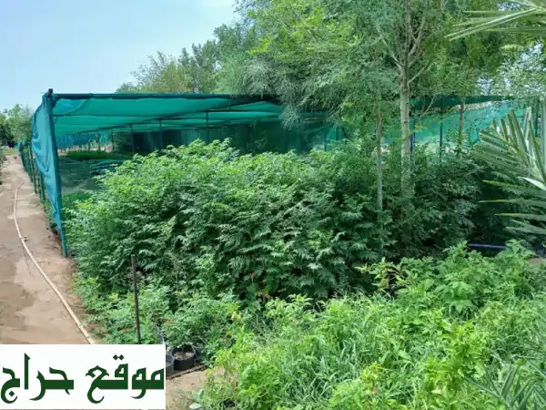 فرصة ذهبية! تصفية مشتل متكامل في مكة والجموم -...