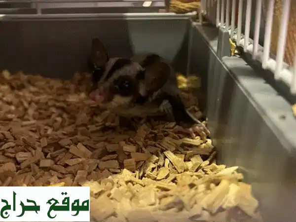 سُكّرجلايدر للبيع مع كل أغراضه! بيته، سريره،...