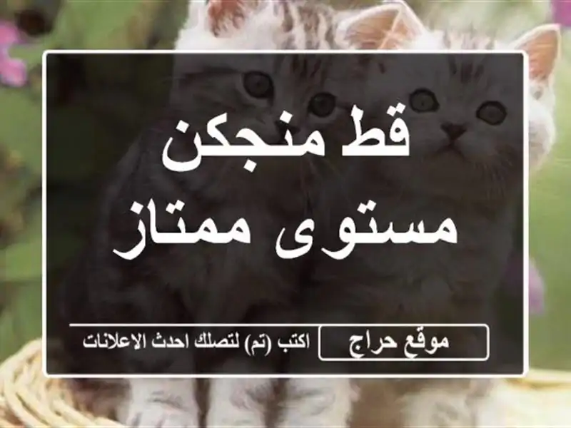 قط منجكن مستوى ممتاز
