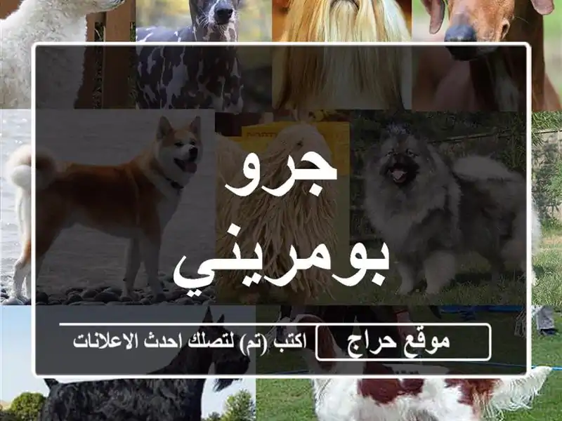 جرو بومريني