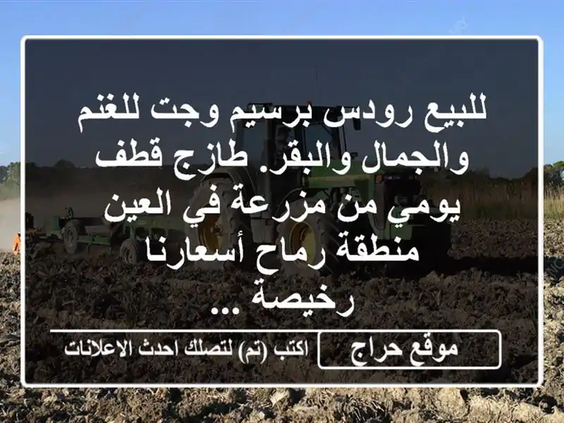 للبيع رودس برسيم وجت للغنم والجمال والبقر. طازج...