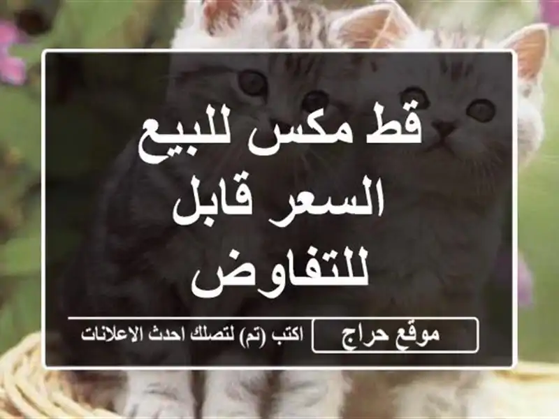 قط مكس للبيع السعر قابل للتفاوض
