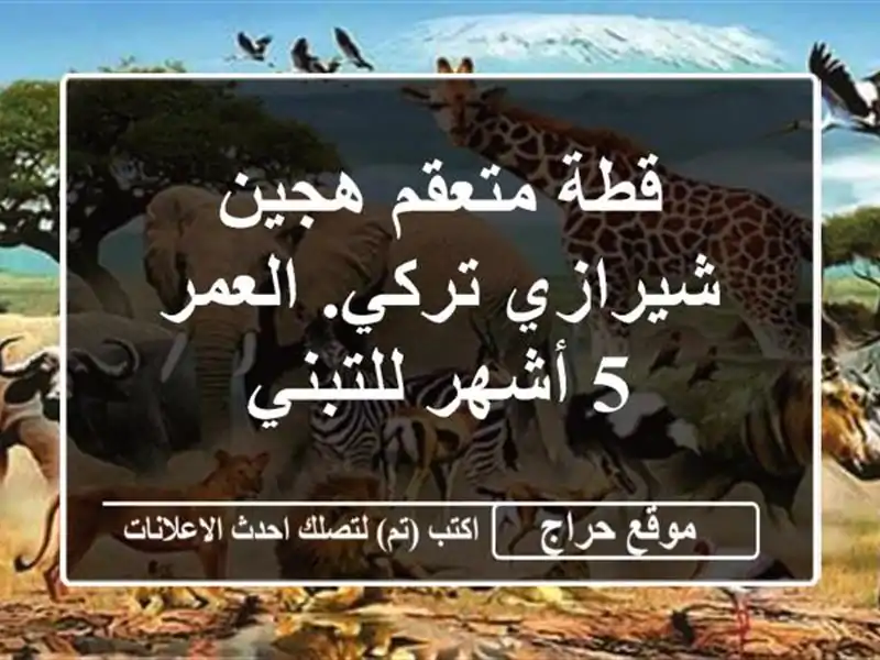 قطة متعقم هجين شيرازي تركي. العمر 5 أشهر للتبني