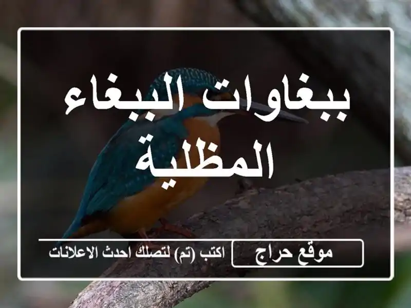 ببغاوات الببغاء المظلية