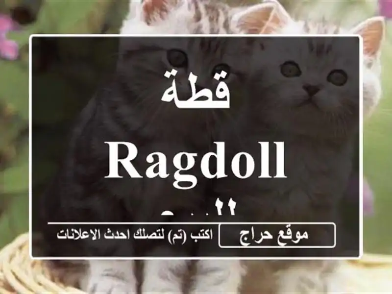 قطة Ragdoll للبيع