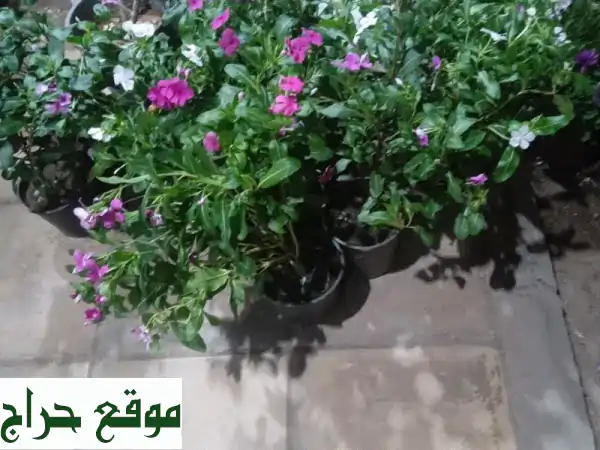 تنسيق حديقة وفني شبكات وبيع النخل العربي والزينة وتركيب التيل سي 2000