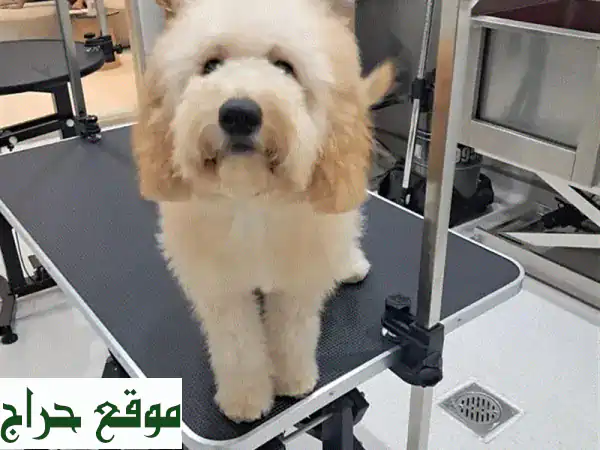Poodle puppy
