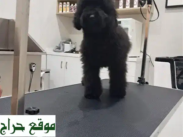 Poodle puppy