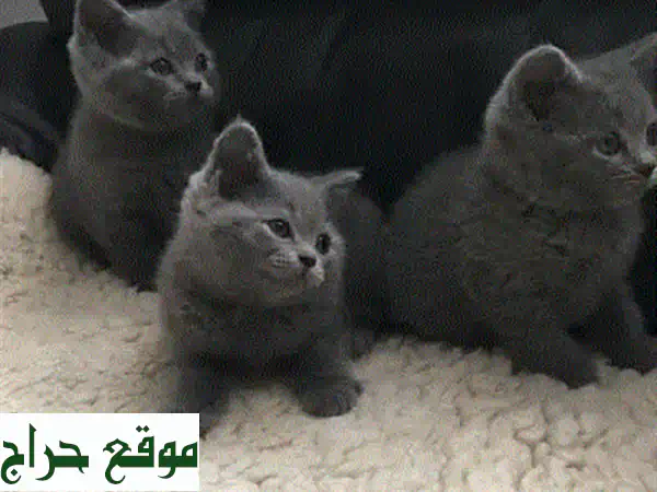 British Shorthair Kitten