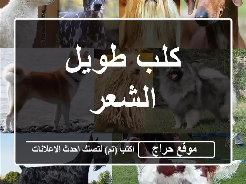 كلب طويل الشعر