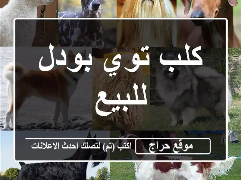 كلب توي بودل للبيع