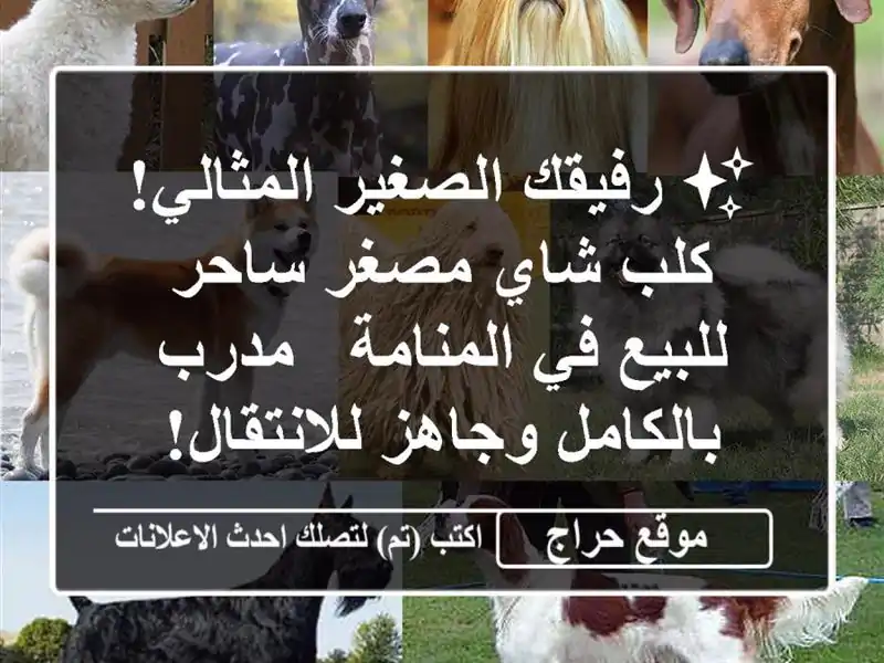 ✨ رفيقك الصغير المثالي! كلب شاي مصغر ساحر للبيع...