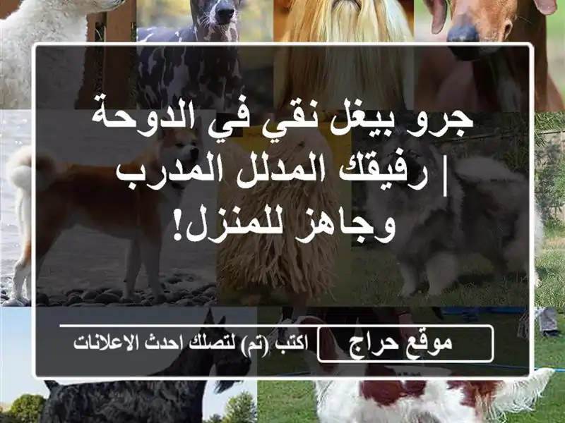 جرو بيغل نقي في الدوحة | رفيقك المدلل المدرب...