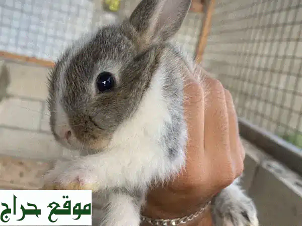 أرانب صغيرة للبيع: بعمر شهرين فقط بـ 7$ | عرض لا يفوت 2 بـ 13$!