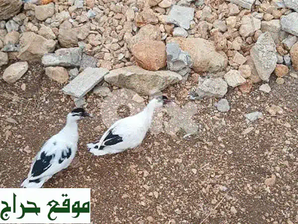 جنوب لبنان