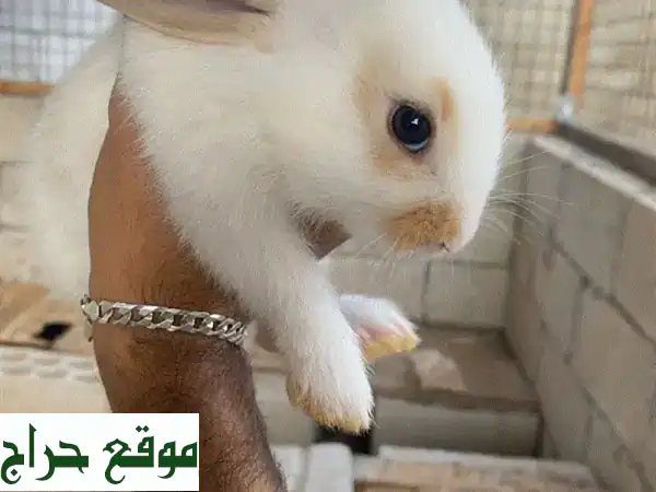 أرانب صغيرة للبيع: بعمر شهرين فقط بـ 7$ | عرض لا يفوت 2...