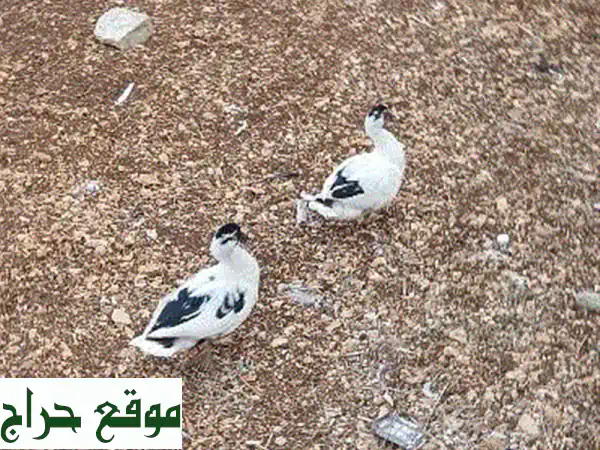 جنوب لبنان