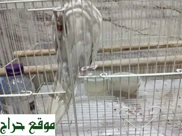 friendly cockatiel