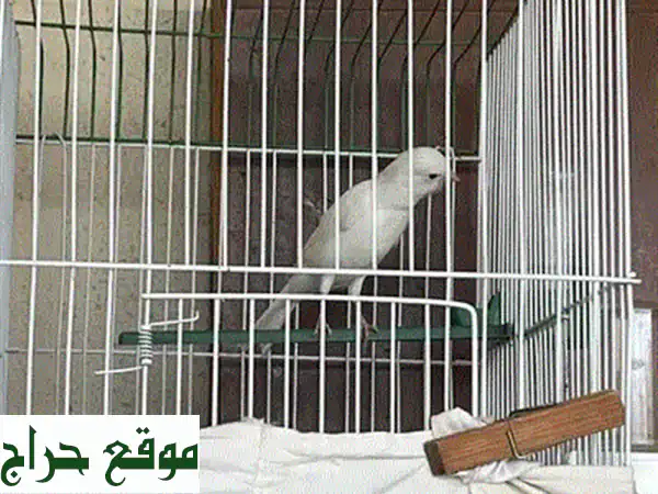 انثى كنار اغات اوبال
