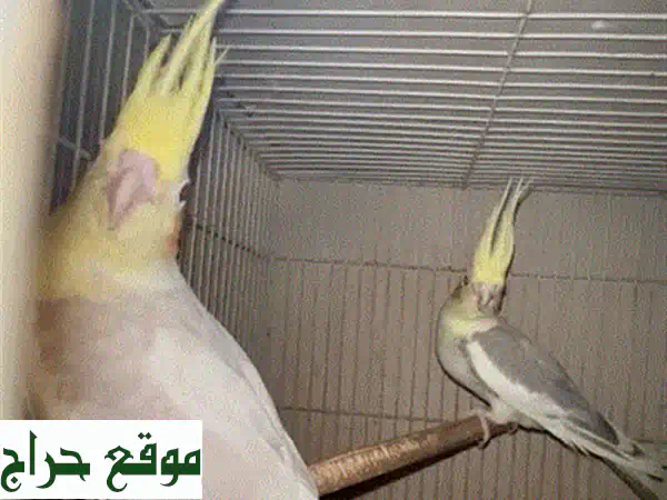 friendly cockatiel