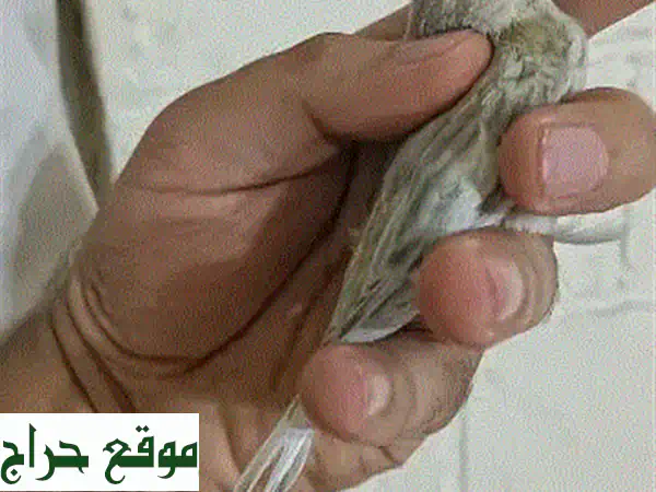 انثى كنار اغات اوبال