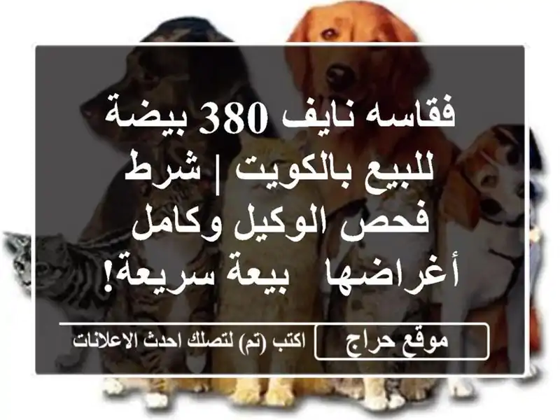فقاسه نايف 380 بيضة للبيع بالكويت | شرط فحص الوكيل...