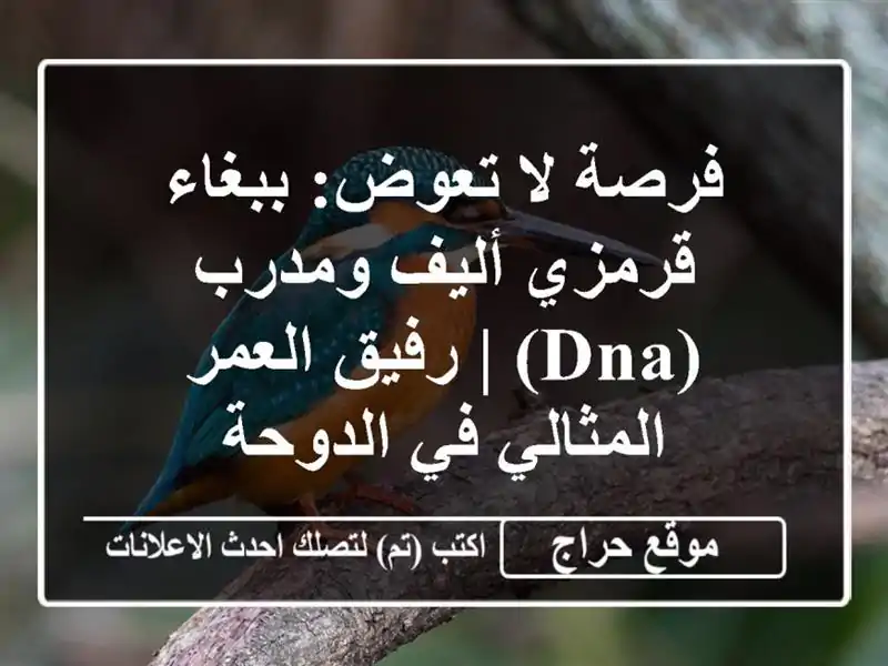 فرصة لا تعوض: ببغاء قرمزي أليف ومدرب (DNA) | رفيق...