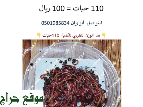 دود الأرض Red Wiggler: صيد وتربية مثالية! متوفر الآن في...