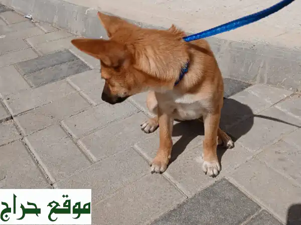 جرو تشيواوا ساحر للبيع: 4 أشهر، صغير، لعوب ومثالي للعائلات!