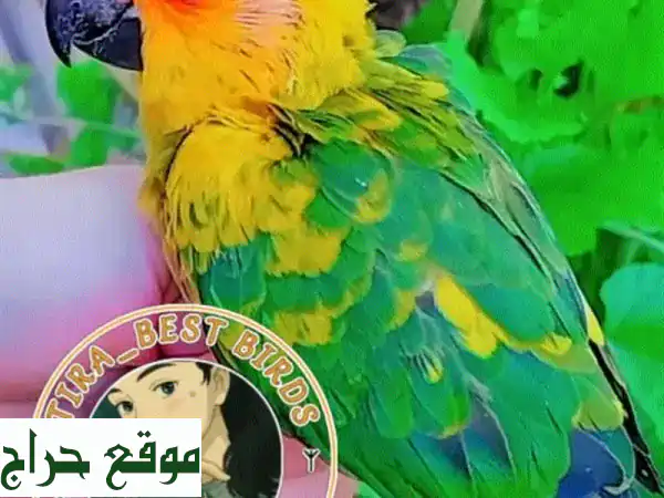 حمام أليف مثالي لأطفالك: لا يعض وآمن 100% - Sunny...