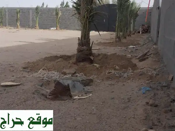فرصة ذهبية: فسايل وجثايث بياض نجران 