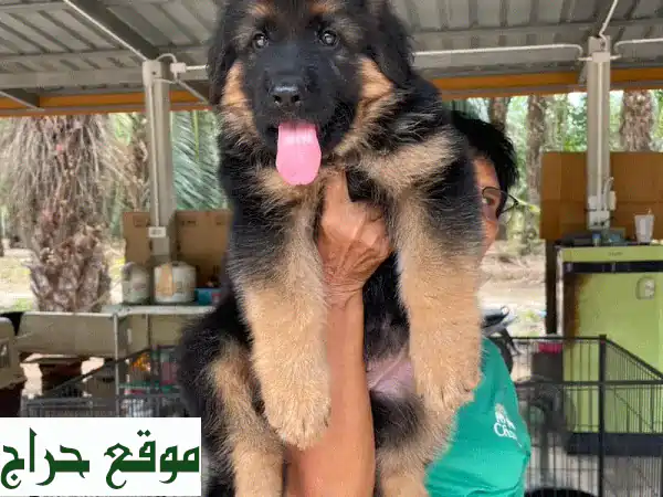 جرو مالينو بلجيكي للتبني: رفيقك المخلص ينتظر! 🐾...