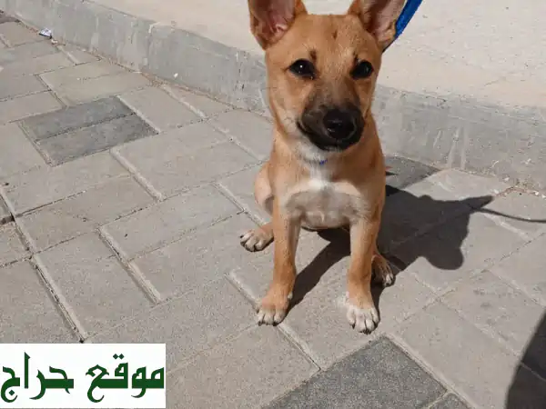 جرو تشيواوا ساحر للبيع: 4 أشهر، صغير، لعوب...