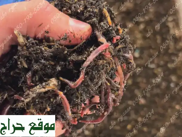 دود الأرض Red Wiggler: صيد وتربية مثالية! متوفر الآن في حي المنار 🎣🐛