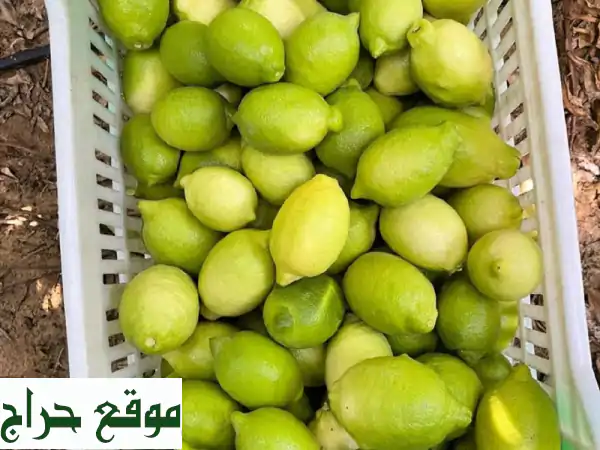 مانجو كيت وليمون شعيري مصري للتصدير | عروض جملة وجودة عالمية